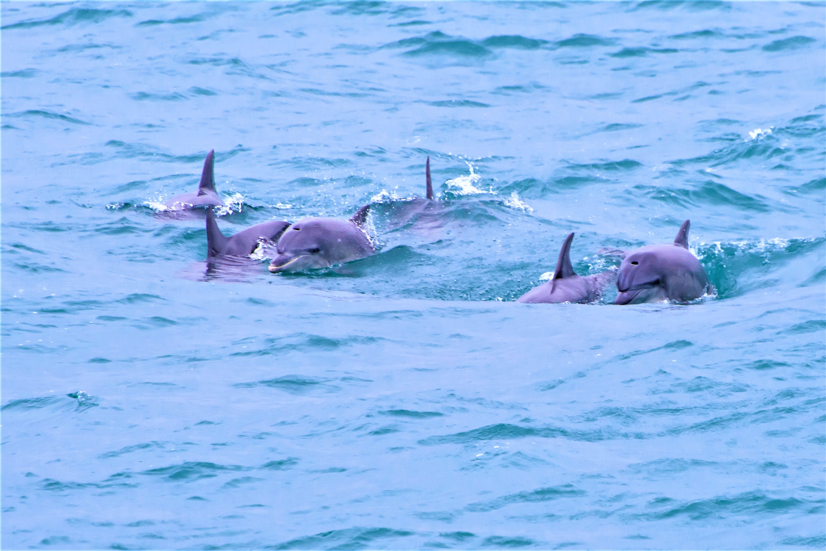 今こそしずおか元気旅地域クーポン対象商品 清水港でイルカウォッチング 双眼鏡を持ってイルカを探してみよう イベント 富士山清水港クルーズ株式会社 富士山を海の特等席で 今こそしずおか元気旅地域クーポン対象商品 清水港でイルカウォッチング 双眼鏡を持ってイルカを探してみよう イベント 富士山清水港クルーズ株式会社 富士山を海の特等席で
